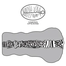 LOVETOY Aliens Pie 2 masturbators